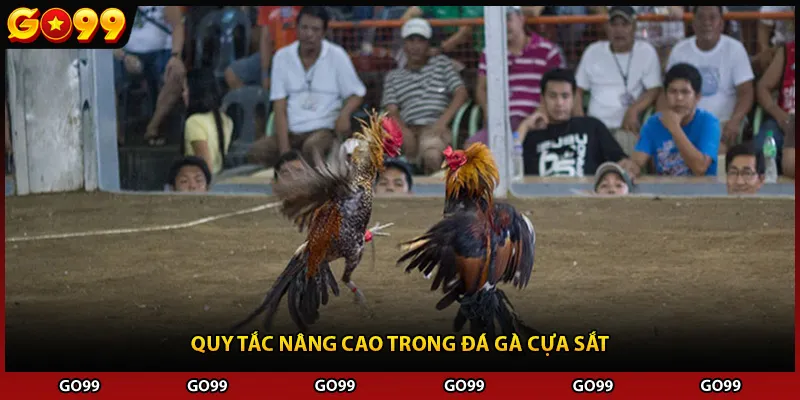 Quy tắc nâng cao trong đá gà cựa sắt